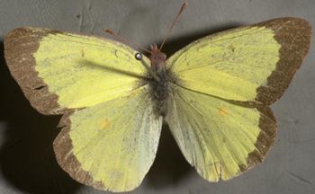 Media type: image;   Entomology 29299 Aspect: habitus dorsal view
